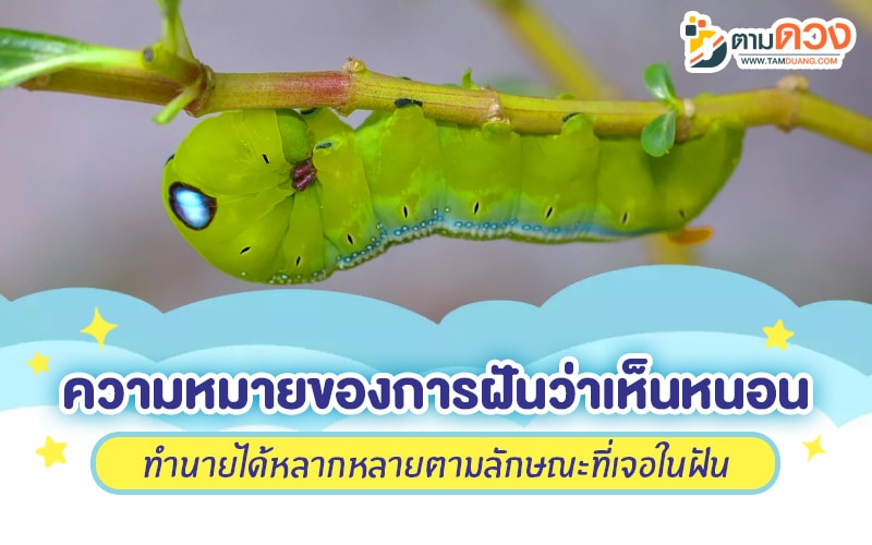 ฝันว่าเห็นหนอน