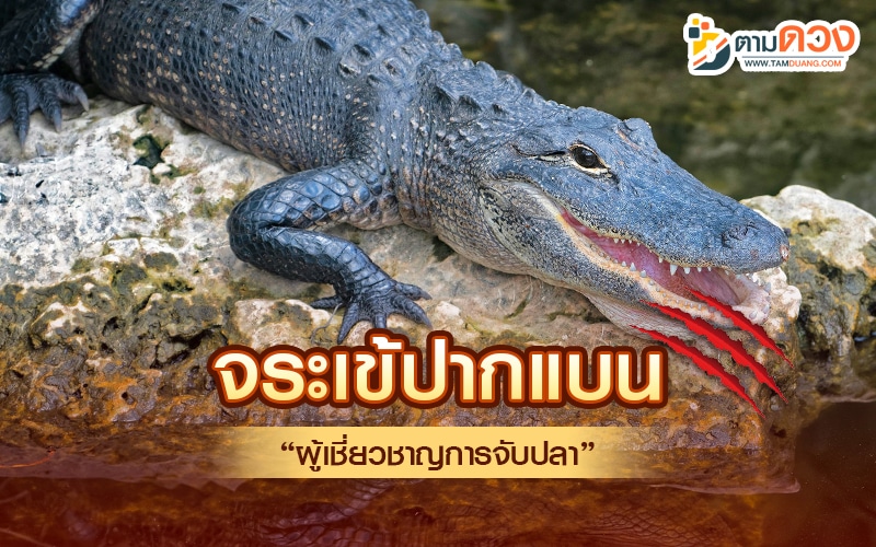 จระเข้